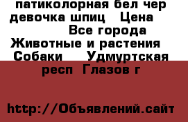 патиколорная бел/чер девочка шпиц › Цена ­ 15 000 - Все города Животные и растения » Собаки   . Удмуртская респ.,Глазов г.